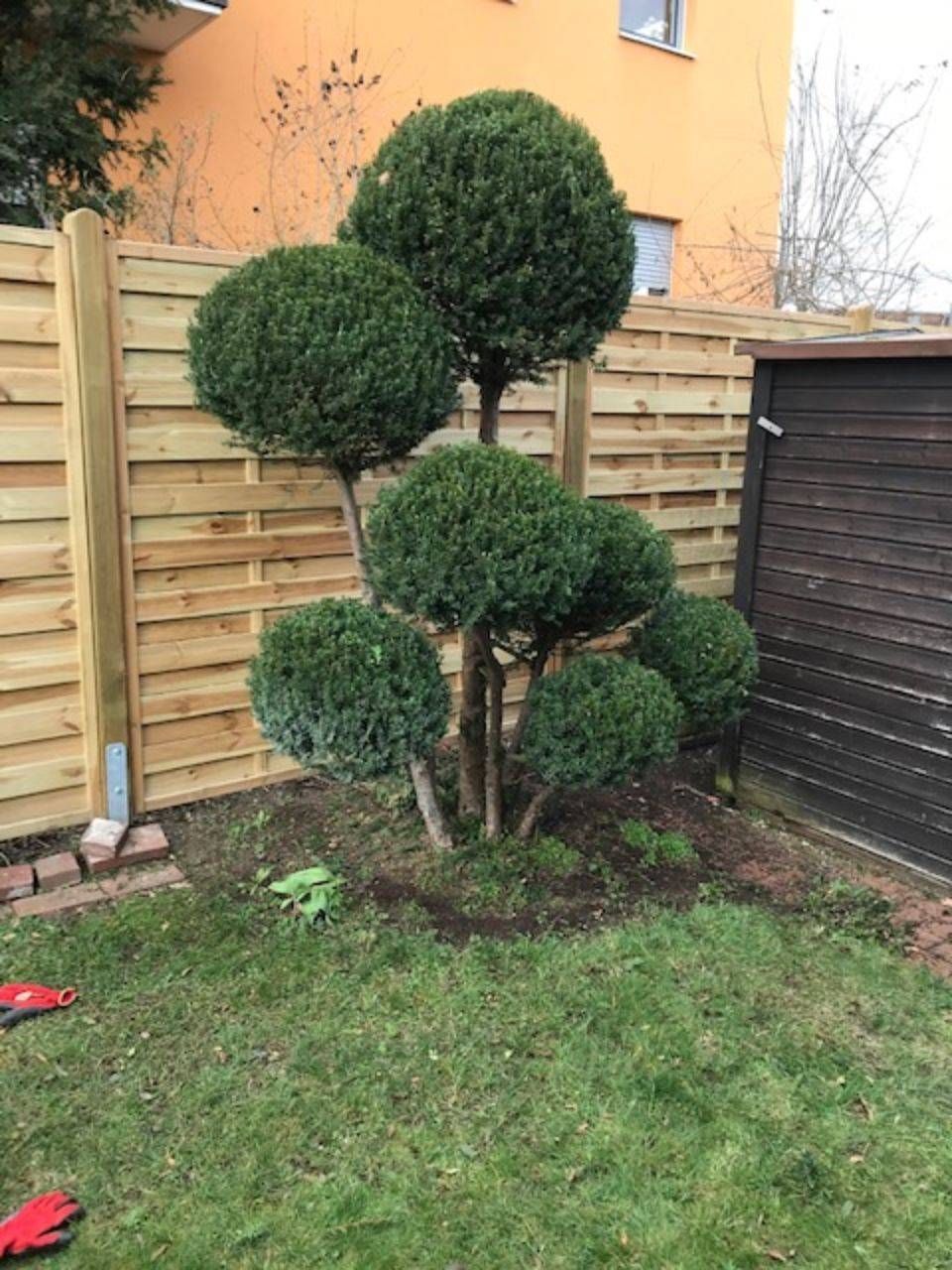 Busch mit Sichtschutz, angelegt von ÖKo Gartenbau