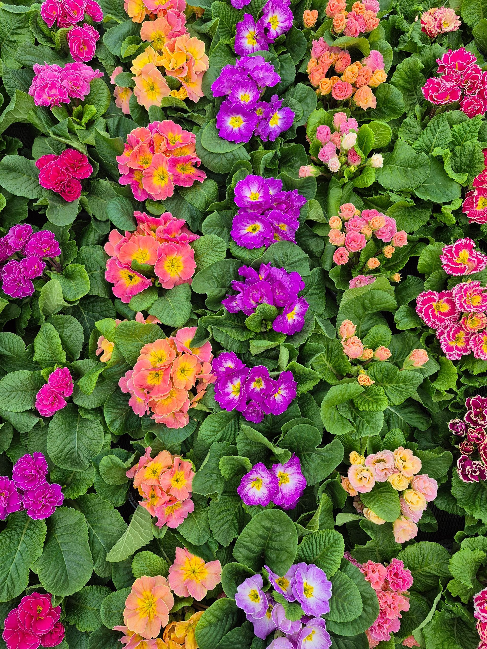 Un magnifique tapis de primevères en fleurs, aux teintes roses, jaunes, oranges et violettes, niché parmi les feuilles vertes.