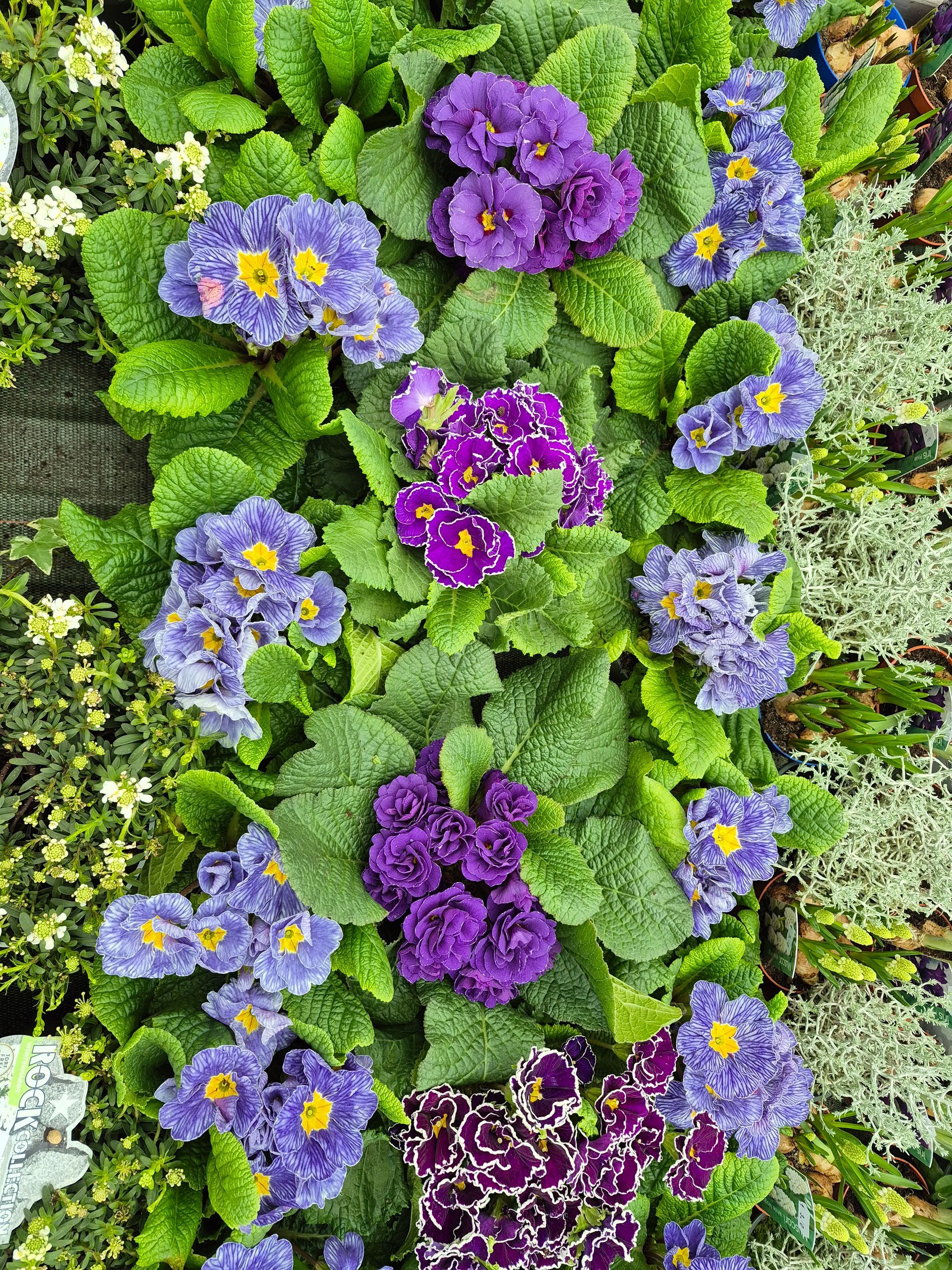 Des primevères aux couleurs éclatantes, dans différentes nuances de violet et de bleu, avec un cœur jaune vif, se détachant sur un feuillage vert luxuriant.