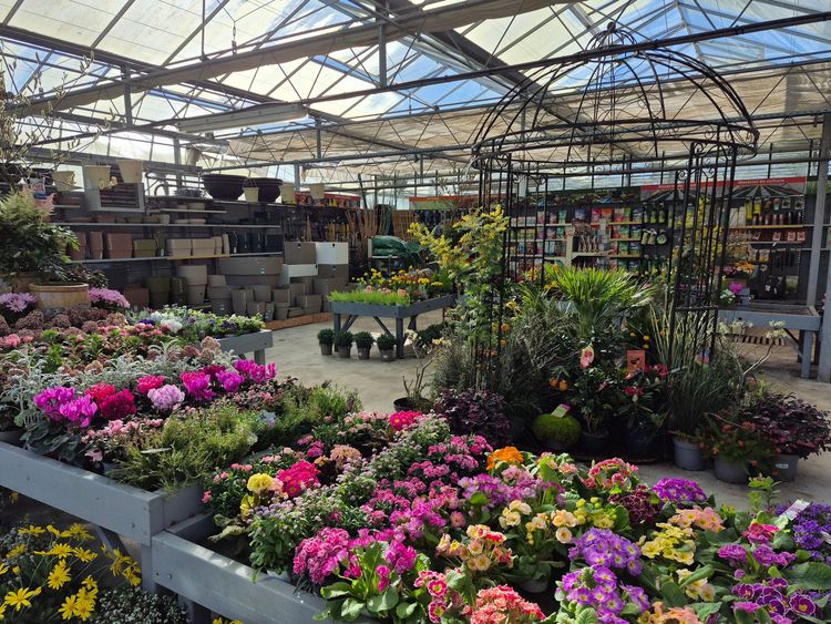 Une serre dans une jardinerie remplie de fleurs en pot aux couleurs éclatantes, présentées sur des tables et des étagères en bois.