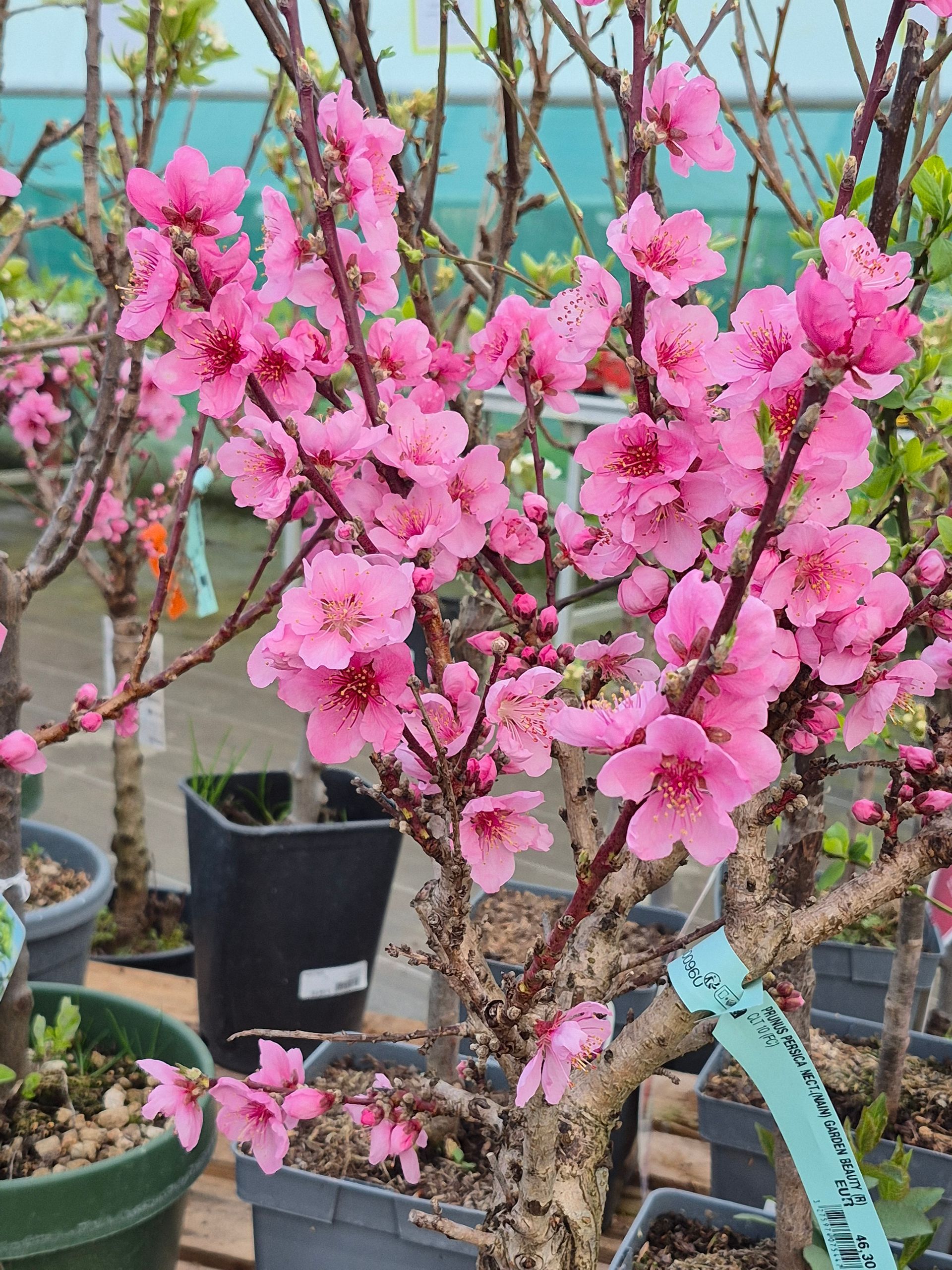 Un pêcher en pot, en pleine floraison de fleurs roses éclatantes, dans un décor de pépinière.