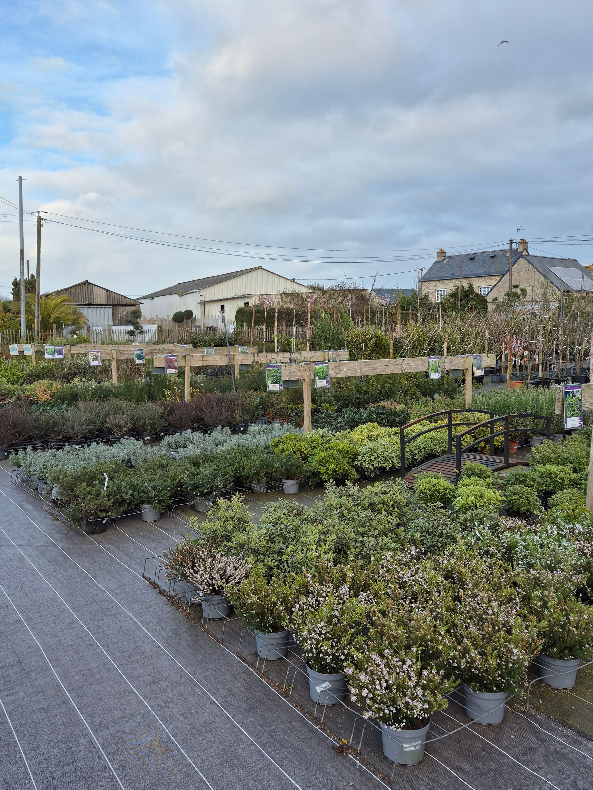 Des rangées de plantes en pot à vendre dans une pépinière en plein air, sous un ciel nuageux.