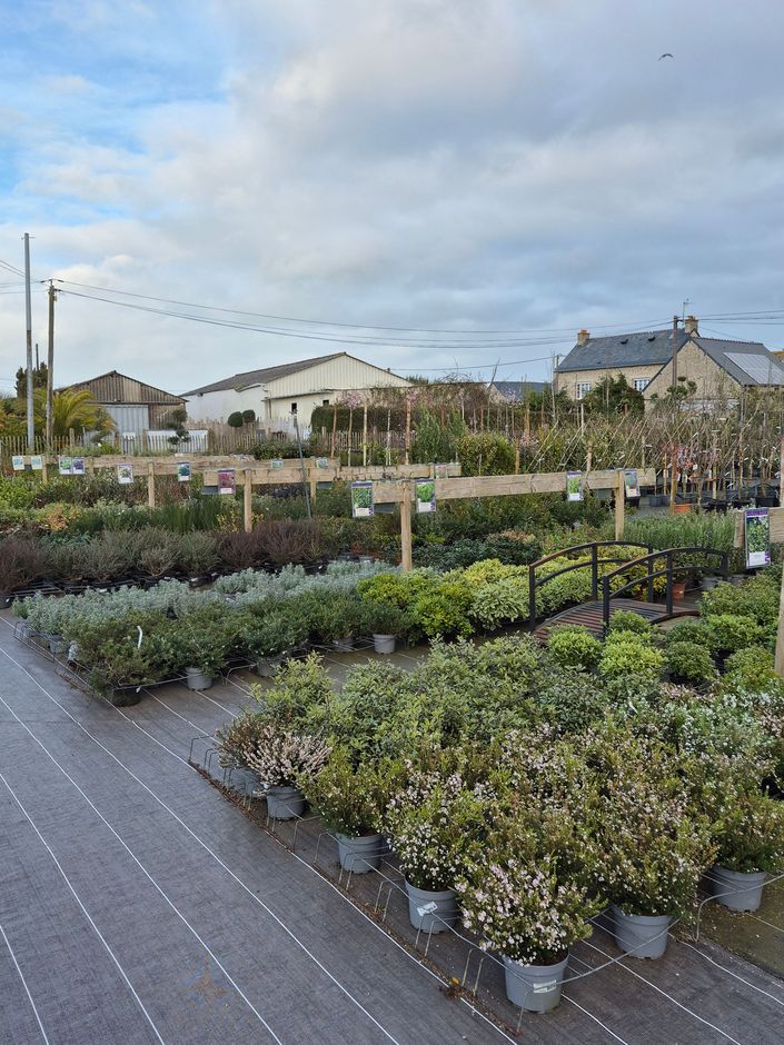 Des rangées de plantes en pot à vendre dans une pépinière en plein air, sous un ciel nuageux.