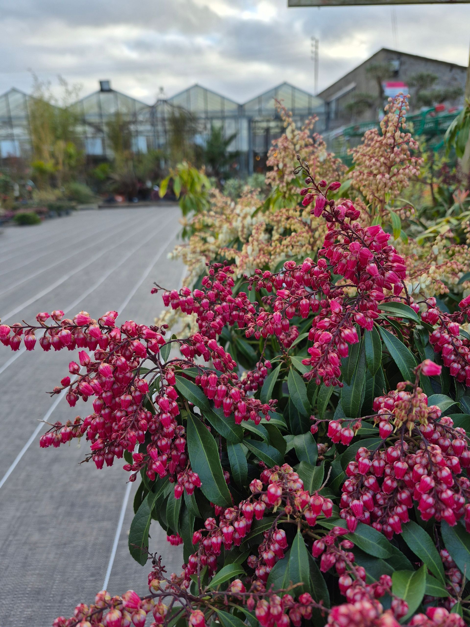 Des grappes de fleurs rose vif en forme de cloche sur un pieris, avec en arrière-plan un paysage de serre flou.