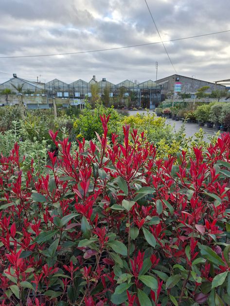 Des arbustes aux pointes rouge vif se dressent au premier plan d'une pépinière avec des serres, sous un ciel nuageux.