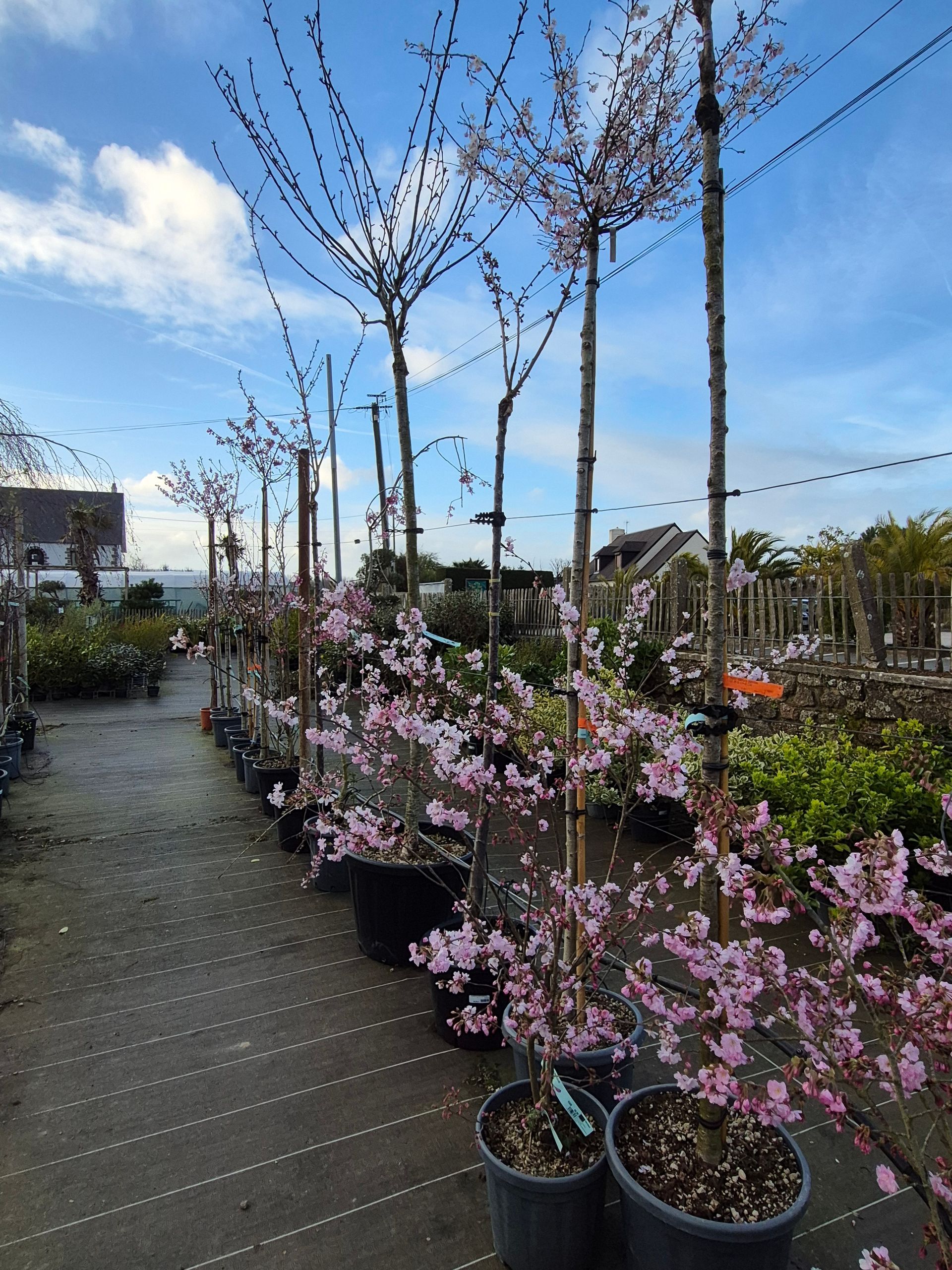 Une rangée de cerisiers en fleurs en pot, aux fleurs roses, alignés dans une pépinière sous un ciel bleu.