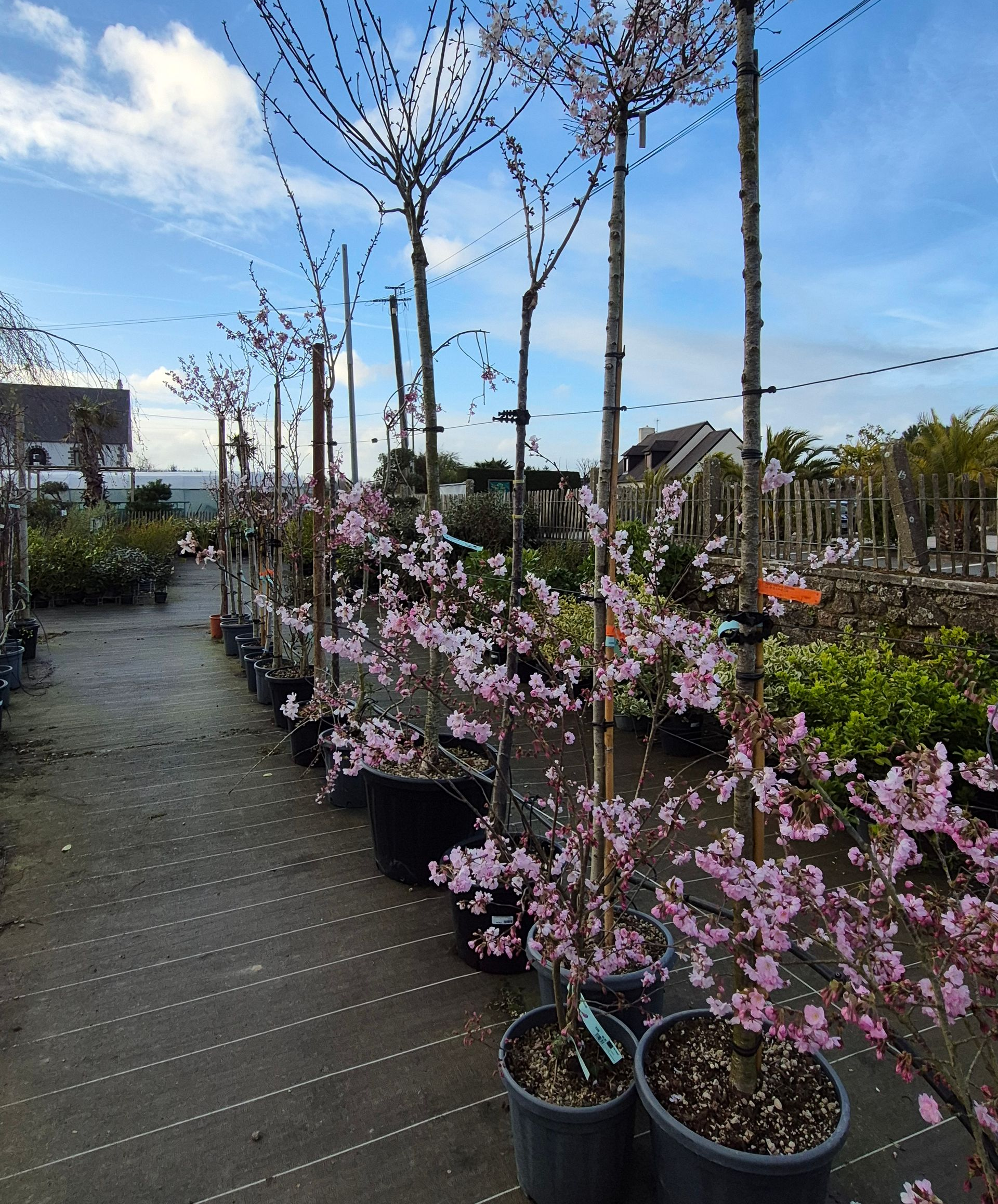 Des rangées de cerisiers en fleurs en pot, aux délicates fleurs roses, sont disposées dans une jardinerie extérieure sous un ciel bleu.