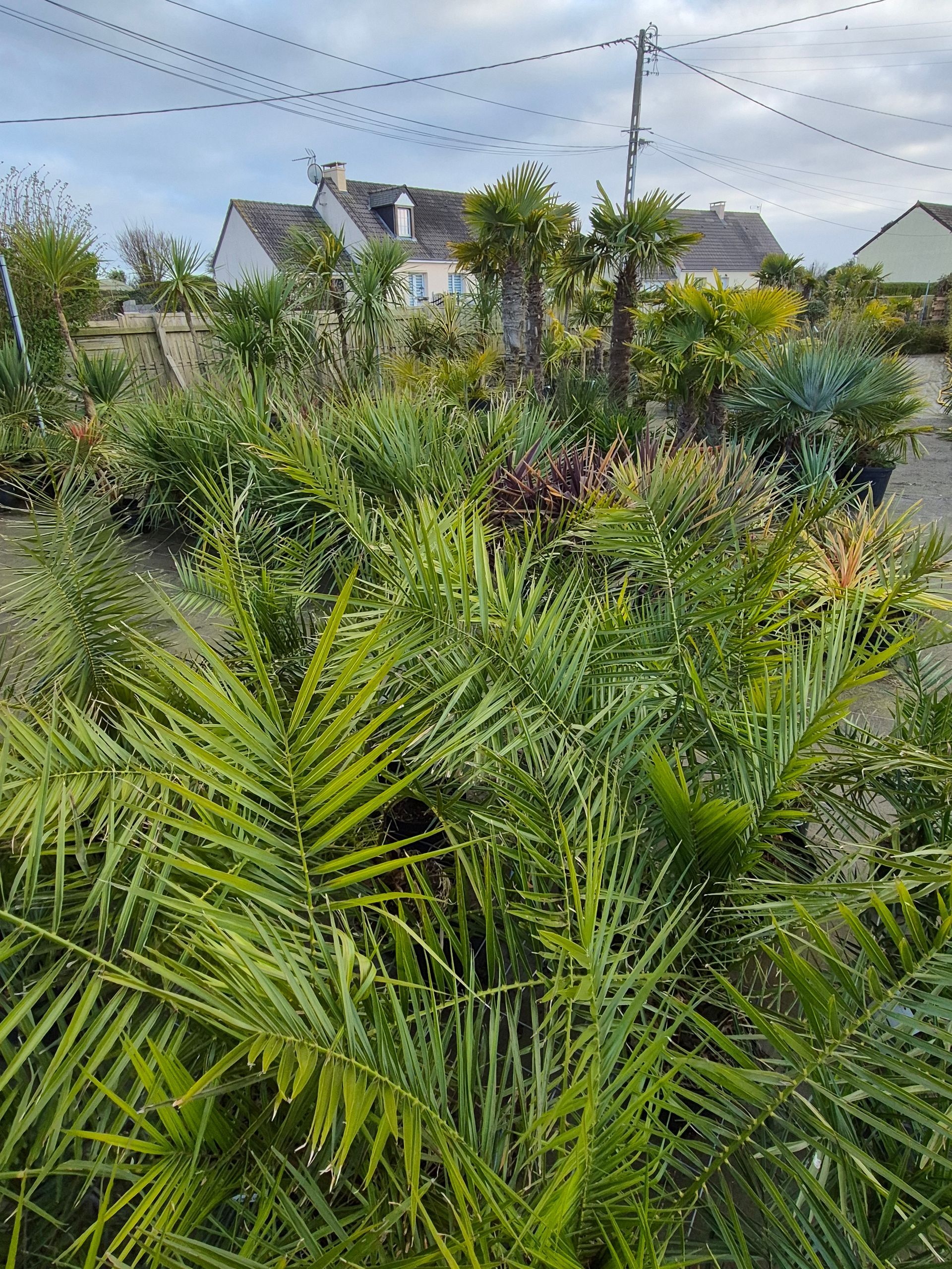 Palmiers luxuriants et végétation variée dans une pépinière, avec une maison de style cottage visible en arrière-plan.