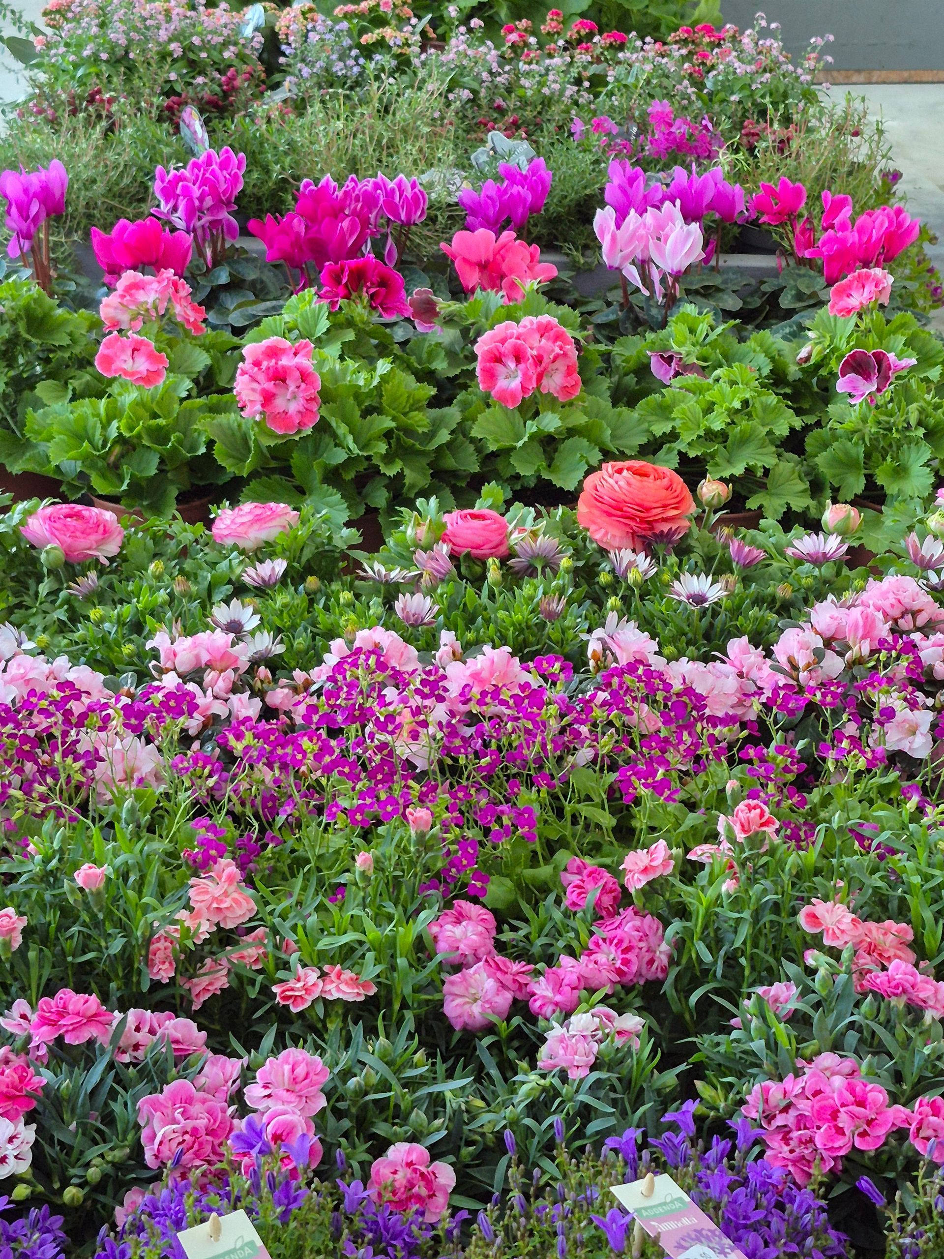 Un étalage éclatant de fleurs variées en pots, aux nuances de rose, de magenta et de violet, disposées en rangées.
