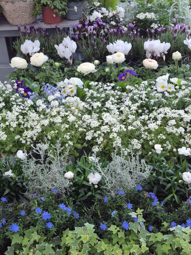Un magnifique étalage de cyclamens blancs, de renoncules et de petites fleurs bleues dans une pépinière ou une jardinerie.