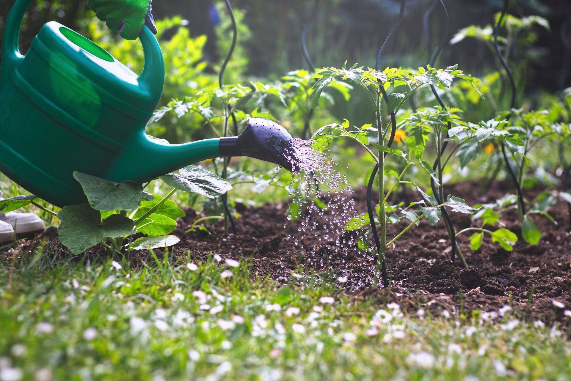 Gros plan sur un arrosoir devant un potager.