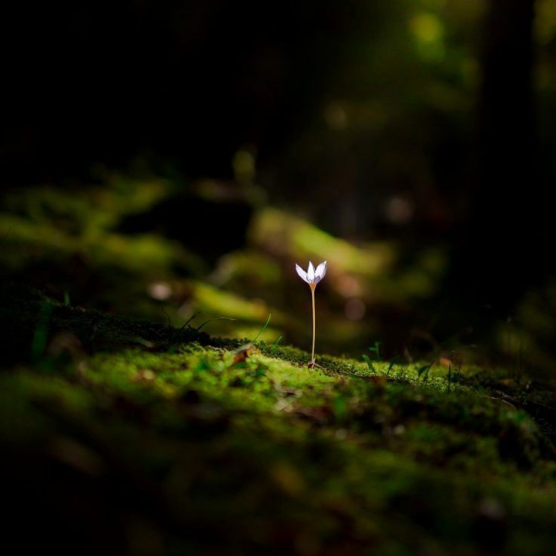 Una solitaria flor blanca crece sobre un lecho de musgo verde en un bosque oscuro.