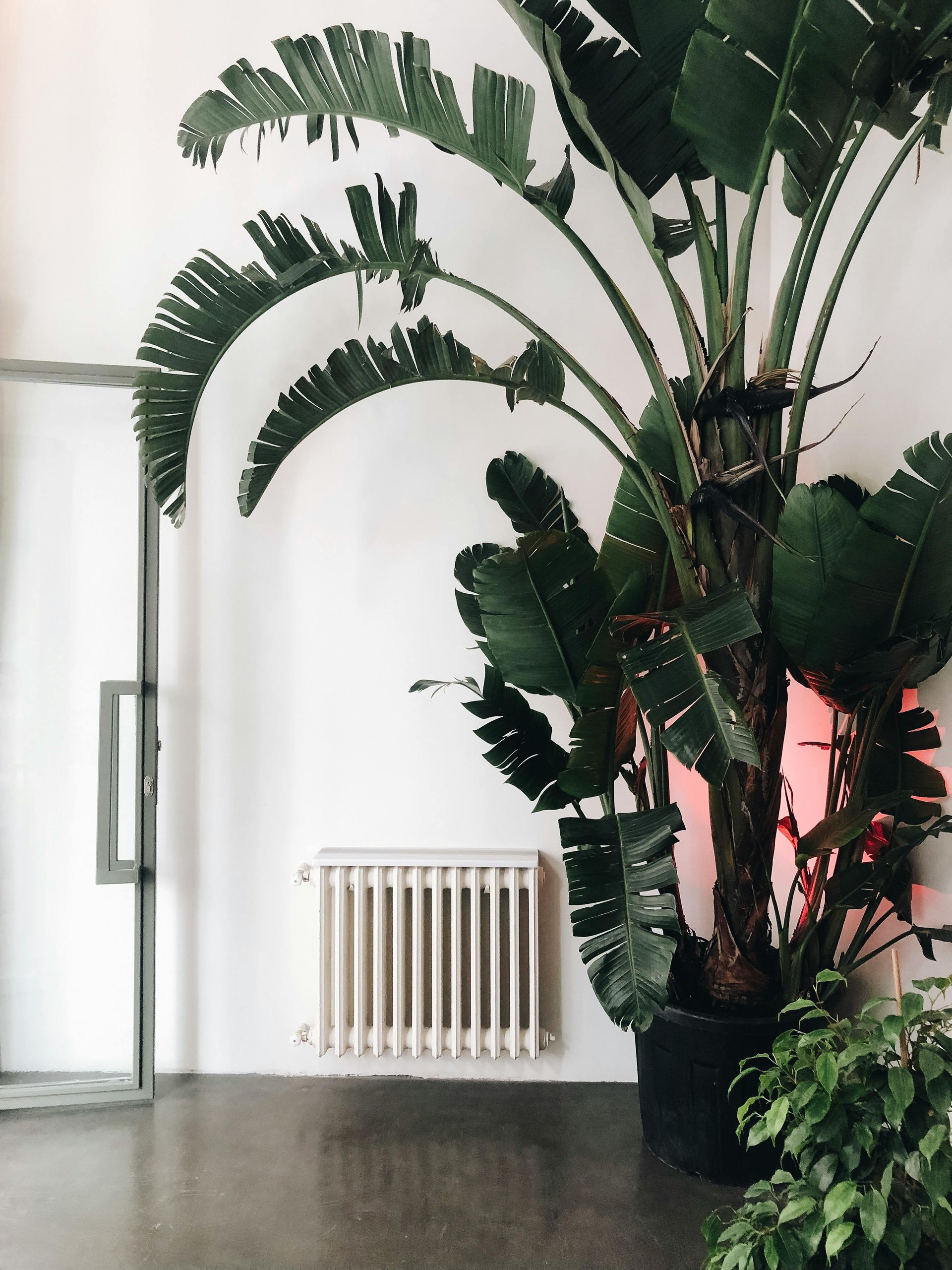 Coin intérieur avec de grandes plantes tropicales en pot près d'un mur blanc et d'une fenêtre, sur un carrelage anthracite.