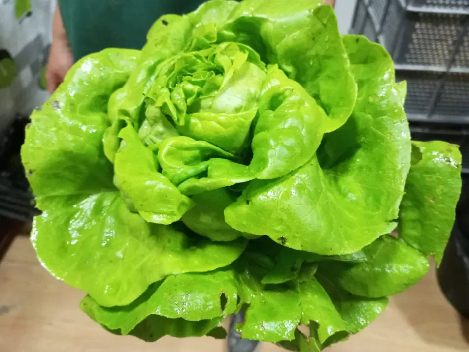Una lechuga de color verde brillante con hojas relucientes sobre la encimera de la cocina.