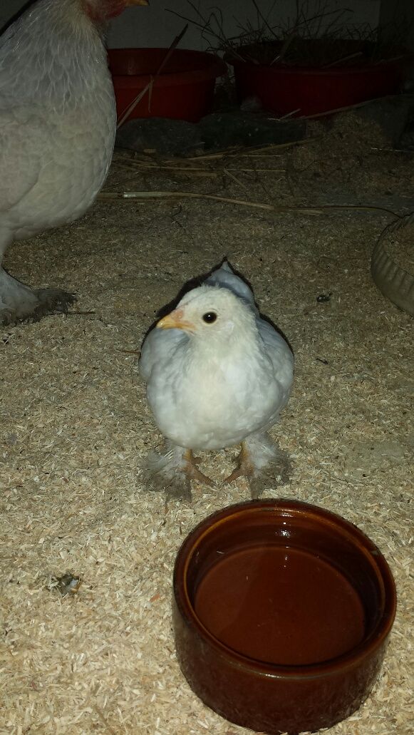 Junge Henne - Restaurant Blüemlisalp