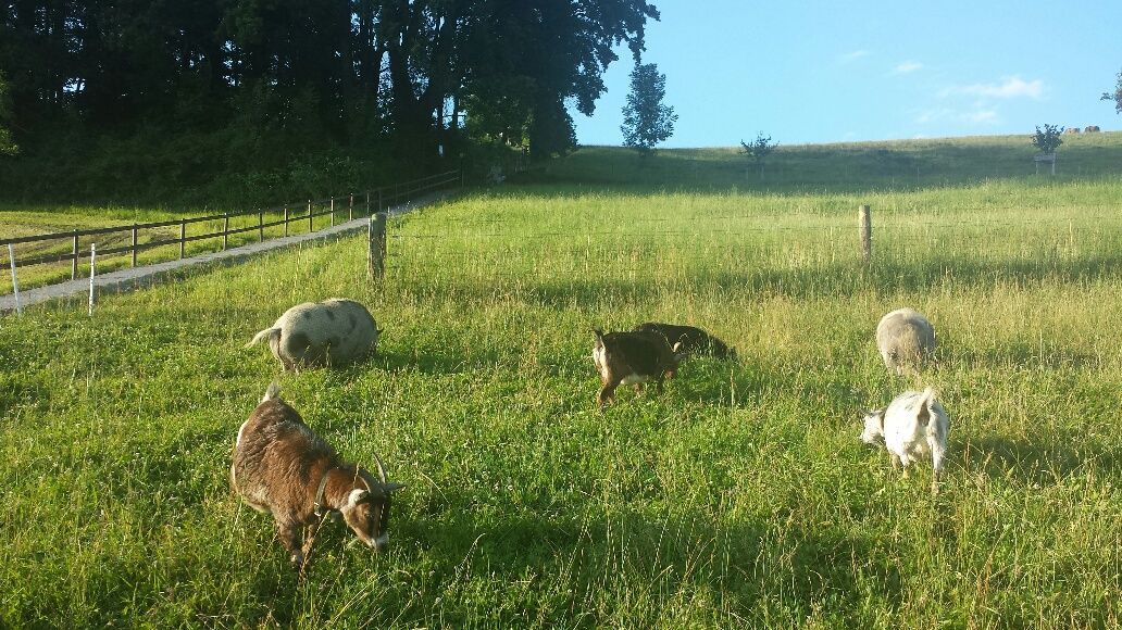 Ziegen aus Wiese - Restaurant Blüemlisalp