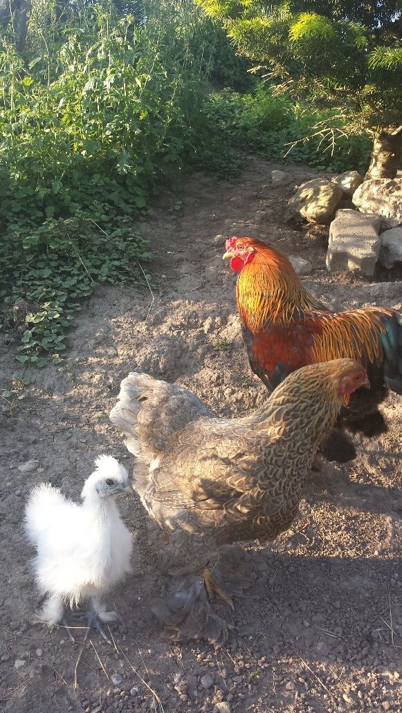 Hühner - Restaurant Blüemlisalp