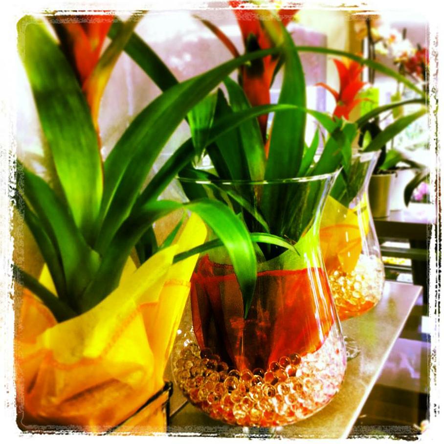 Plantes de Novafleurs Plantes de Novafleurs
