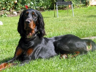 Ein schwarzer Hund mit langen Ohren sitzt auf einem Terrassenstuhl neben einem Holzzaun und Pflanzen.