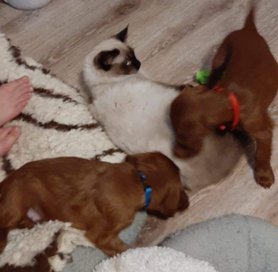 Drei Welpen spielen auf einem Teppich, einer weiss mit dunklem Gesicht und zwei braune, wobei ein Fuss in der Nähe sichtbar ist.