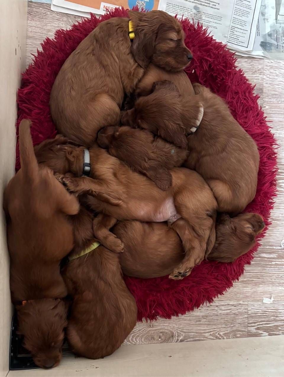 Mehrere braune Welpen lagen zusammengerollt und schliefen in einem roten, flauschigen, runden Bett.