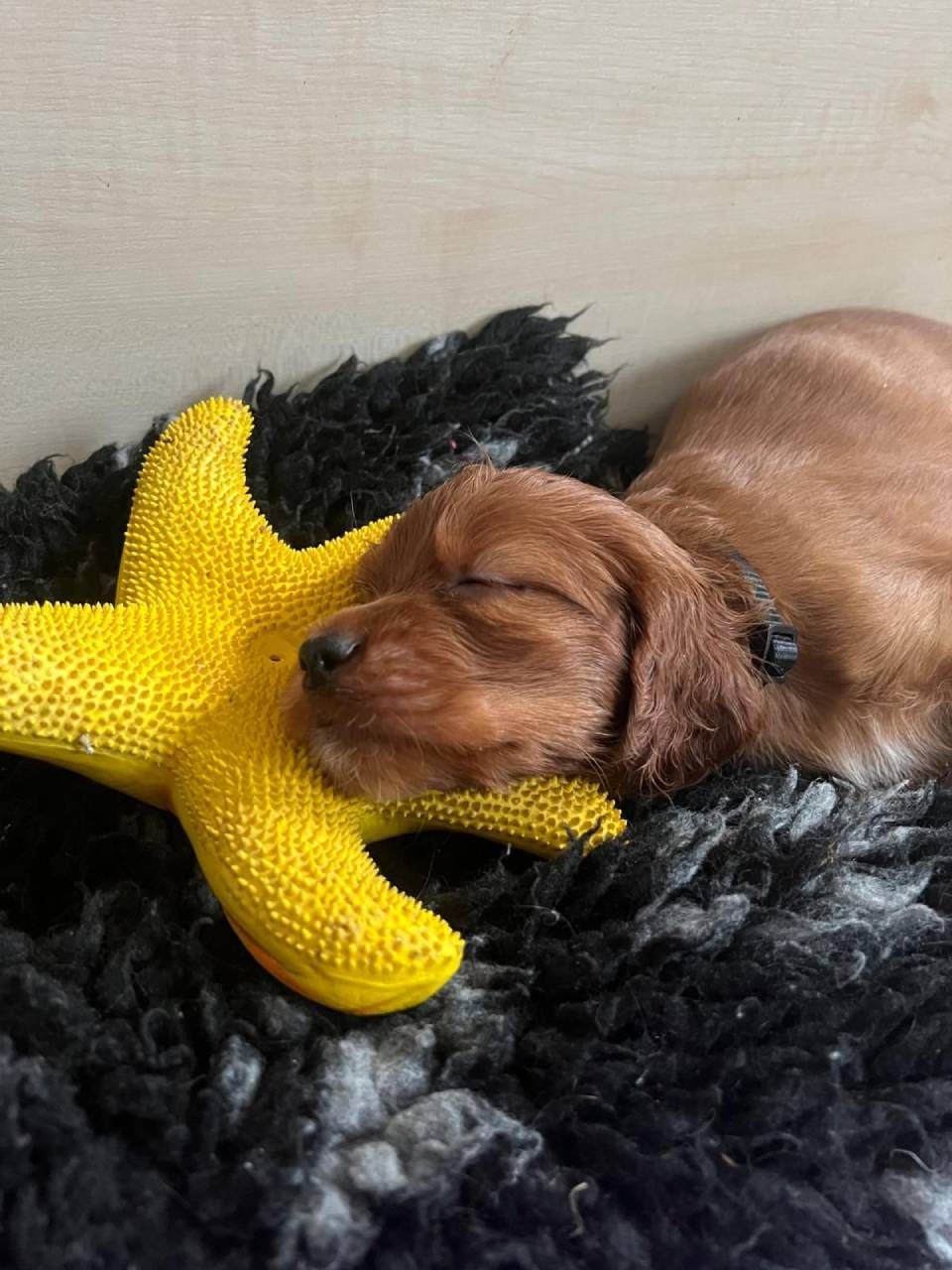 Ein schlafender brauner Welpe kuschelte sich auf eine schwarze Decke, ein gelbes Spielzeug drückte sich gestärkt an sein Gesicht.