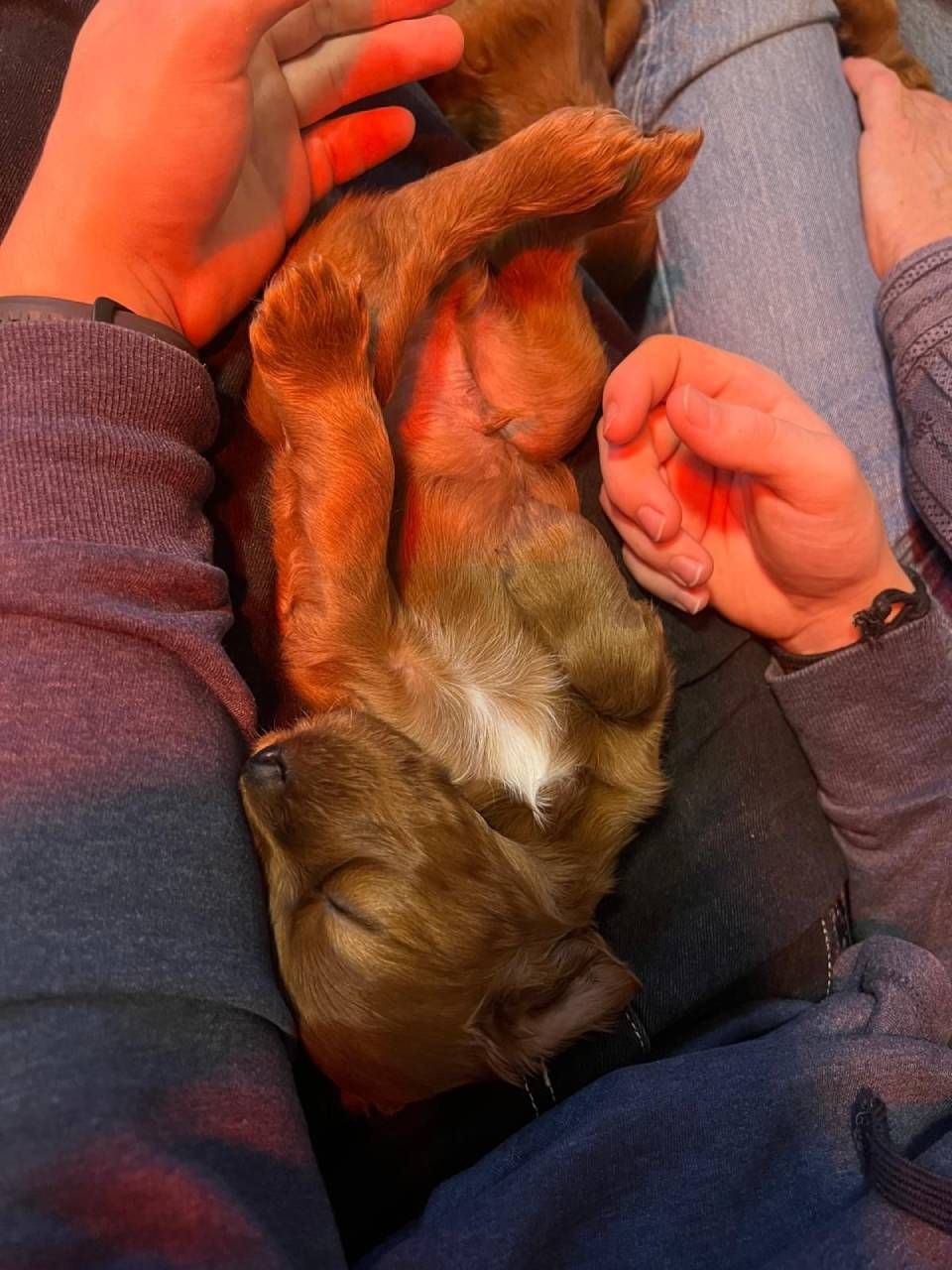 Kleiner brauner Hund schläft auf dem Schoss einer Person, umgeben von Händen und blaugrauer Kleidung.