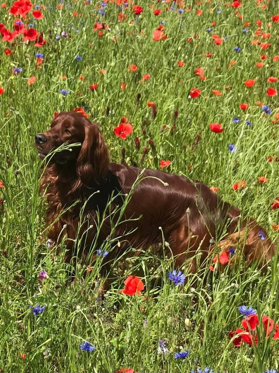 Brauner Hund liegt auf einer Wildblumenwiese mit roten und blauen Blüten
