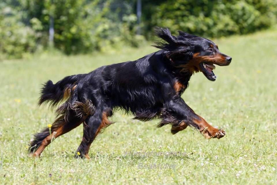 Schwarzer und brauner Hund rennt mit offenem Maul durch ein grasbewachsenes Feld, mitten im Schritt