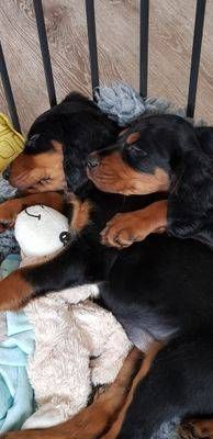 Zwei schwarz-braune Welpen kuscheln sich auf einer Decke mit einem weissen Spielball zusammen.