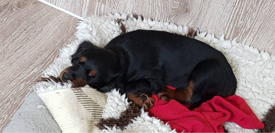 Ein kleiner schwarz-brauner Hund schläft auf einem weissen Teppich neben einer roten Decke.