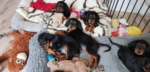 Mehrere kleine schwarz-braune Welpen auf einem Sofa und einem Teppich, umgeben von Spielzeug und Decken.