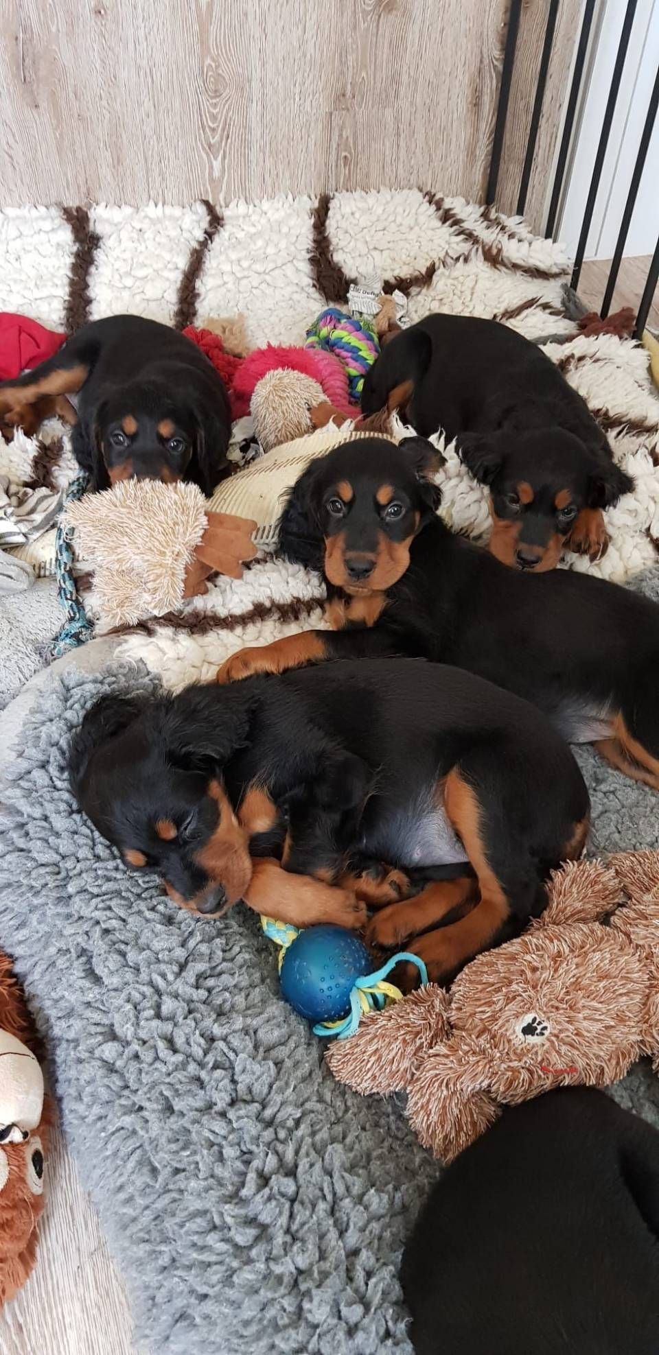 Mehrere schwarz-braune Welpen kuschelten sich in einem weichen Hundebett mit Decken und Spielzeug zusammen.