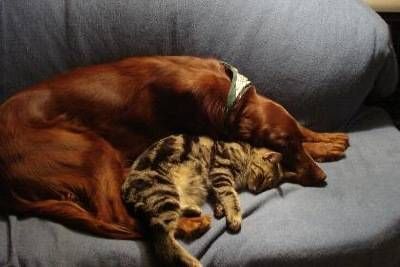 Zwei schlafende Katzen kuschelten sich auf einem grauen Sofa aneinander, eine braune und eine getigerte.