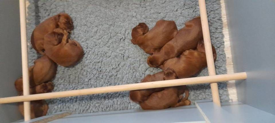 Vier kleine braune Welpen schlafen eng aneinander gekuschelt hinter Holzgittern auf einer blauen Decke.