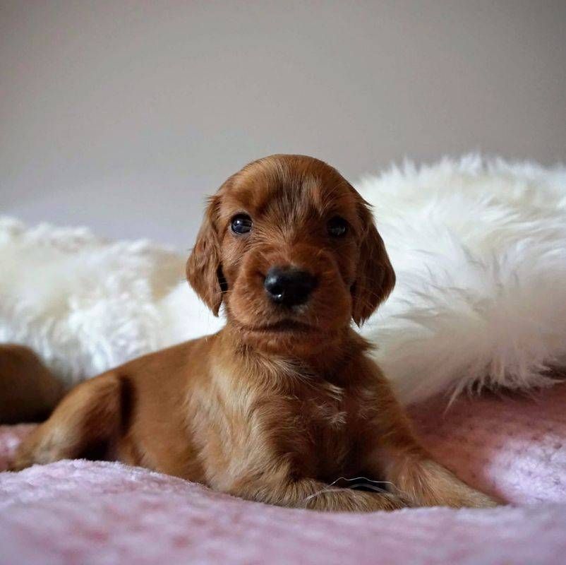 Ein kleiner brauner Welpe liegt auf einer rosa Decke neben einem weissen, flauschigen Kissen.