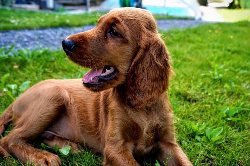 Ein brauner Spaniel liegt auf grünem Gras und hechelt mit entspanntem Gesichtsausdruck.