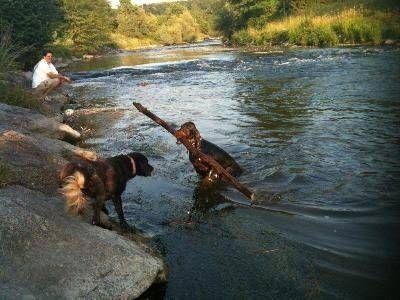 Zwei Hunde spielen in einem Fluss, einer springt aus dem Wasser in der Nähe einer Person am felsigen Ufer.