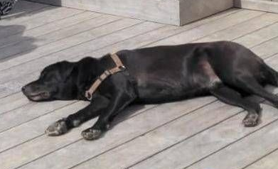 Kleiner brauner Hund schläft auf dem Schoss einer Person, umgeben von Händen und blaugrauer Kleidung.
