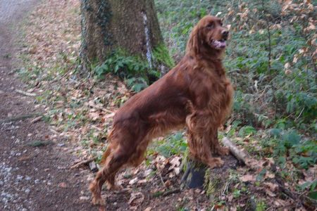 Ein schwarzer Hund liegt auf einer Holzterrasse in der Nähe von Menschen, Stühlen und verstreuten Gegenständen.