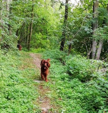 Hunde im Wald