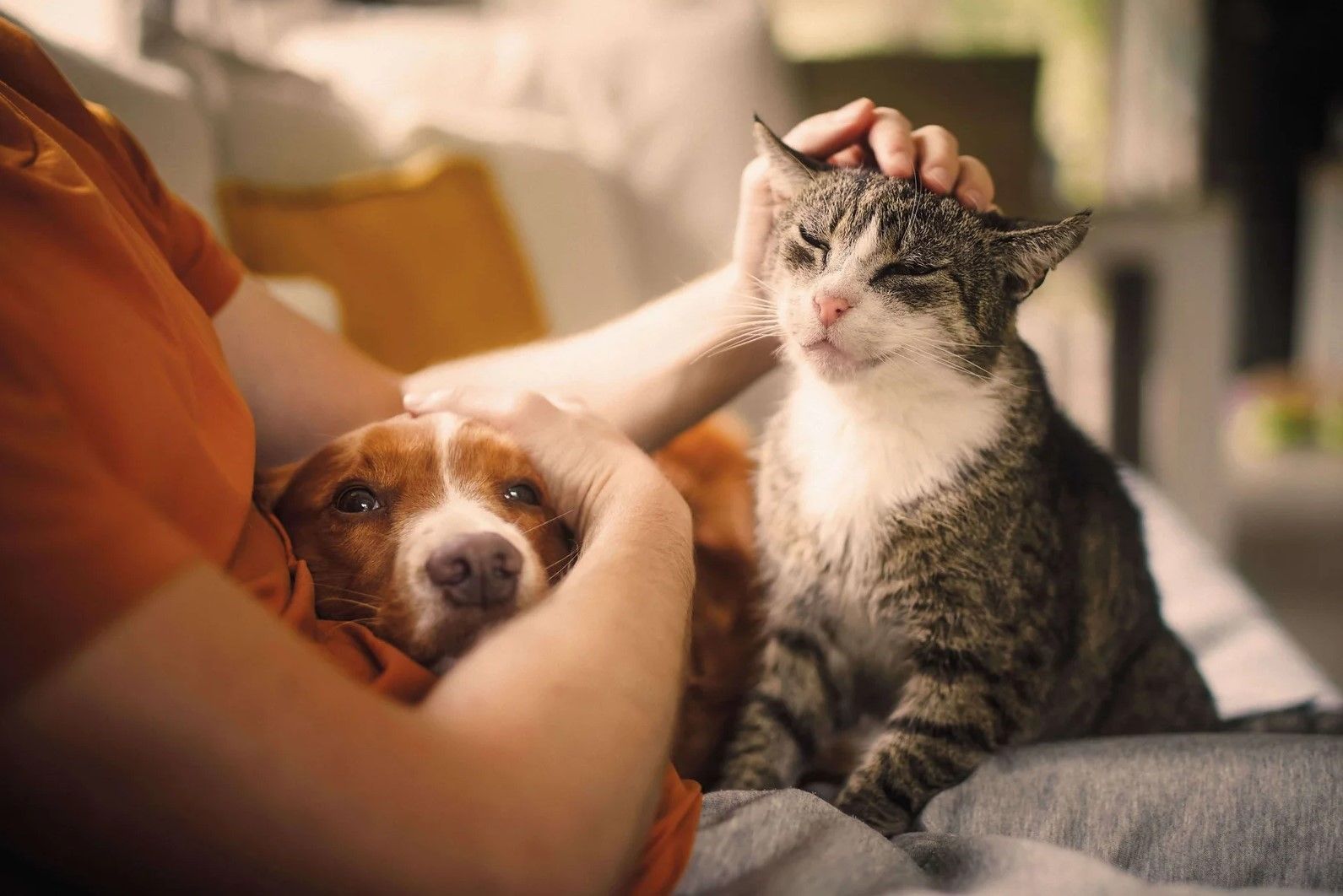 Una persona acaricia a un gato y a un perro en un sofá. El gato es gris y blanco, y el perro es marrón y blanco. Ambos animales parecen contentos.