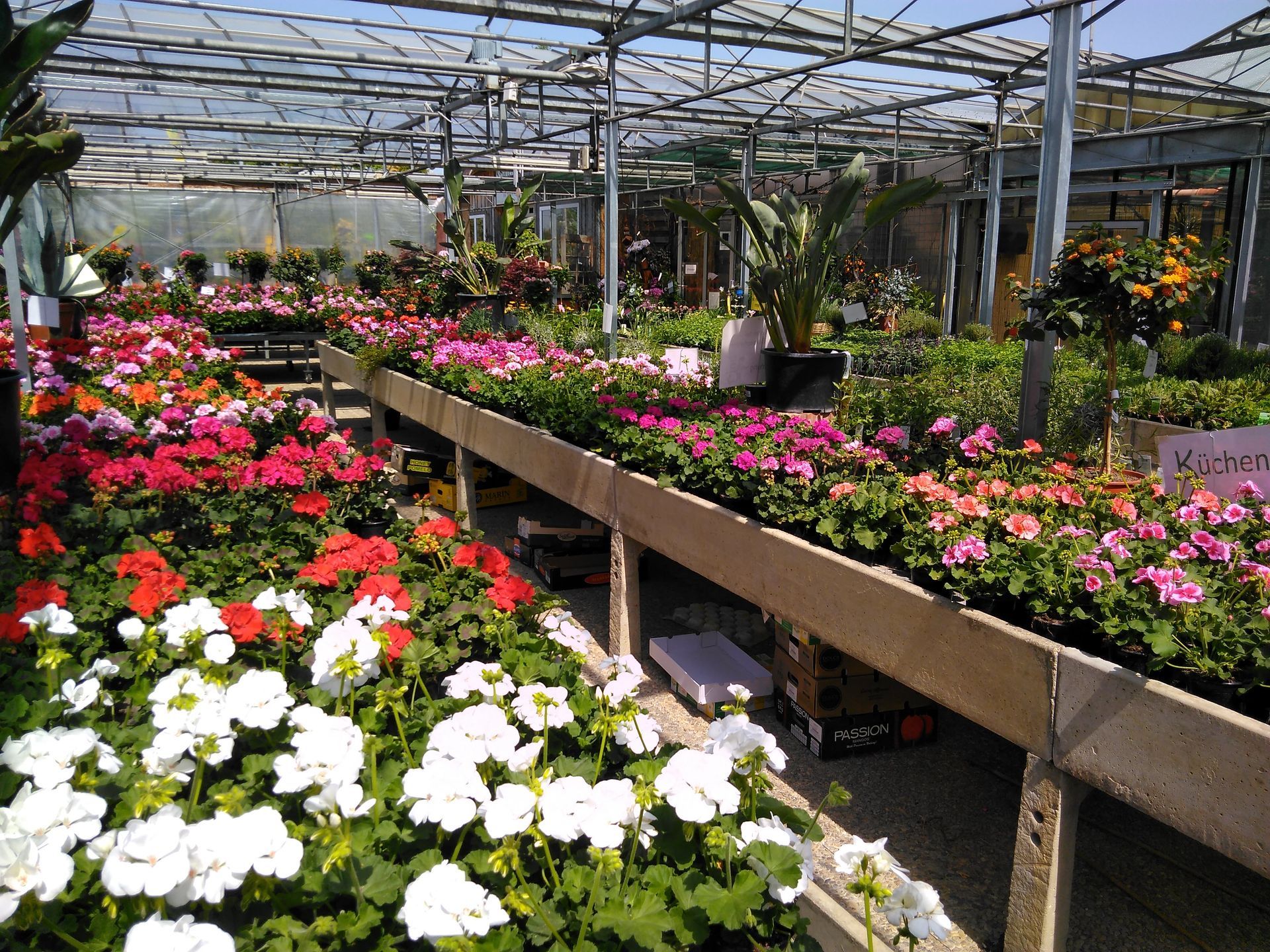 Gewächshaus voller bunter Blumen, darunter rote, rosa und weiße Geranien, unter einem Glasdach.