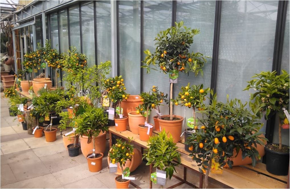 Zitrusbäume in Terrakottatöpfen in einem Gewächshaus, Sonnenlicht reflektiert auf Glas.