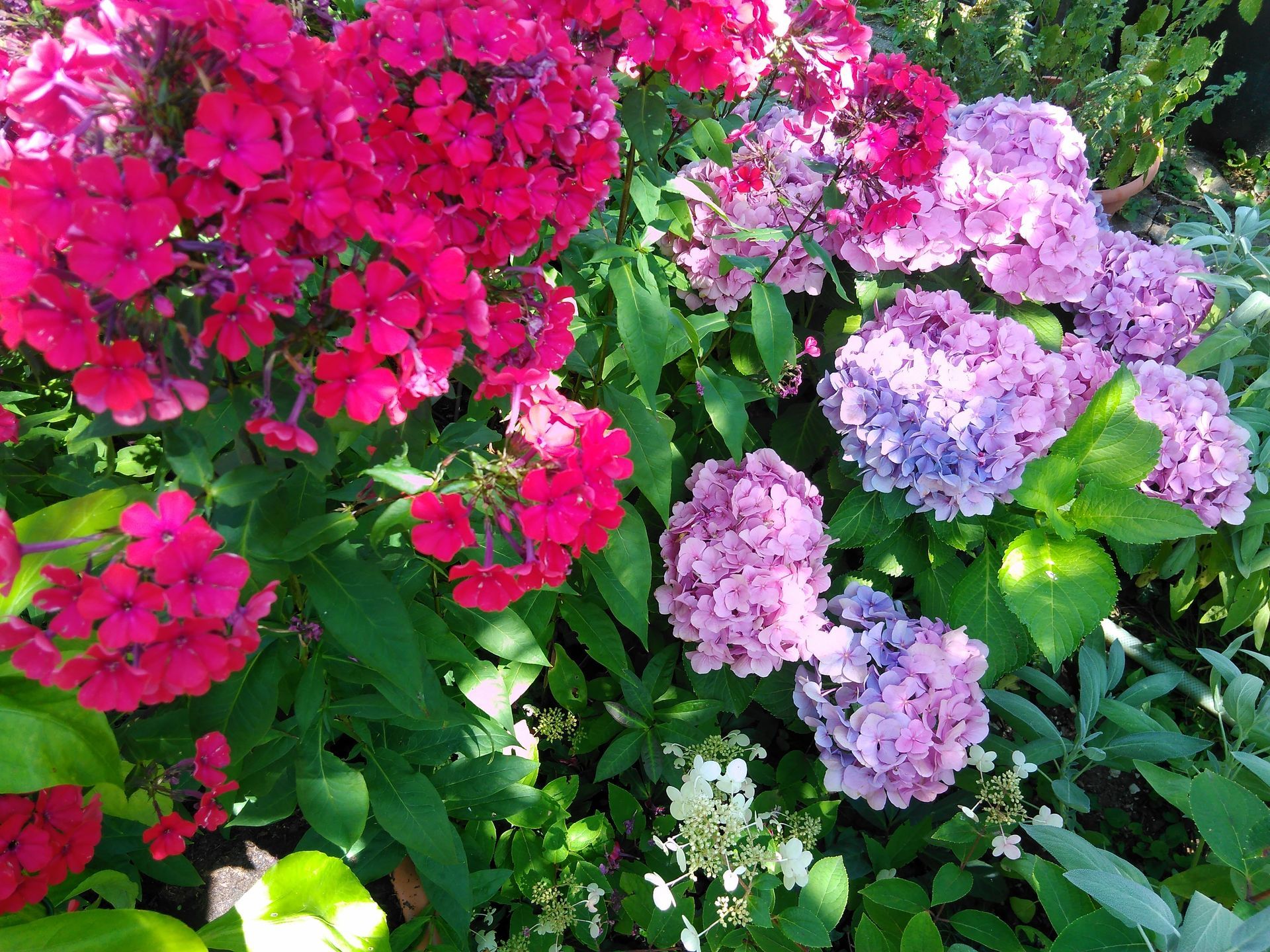 Rosa und magentafarbene Phloxblüten und violette Hortensien blühen in einem Garten.