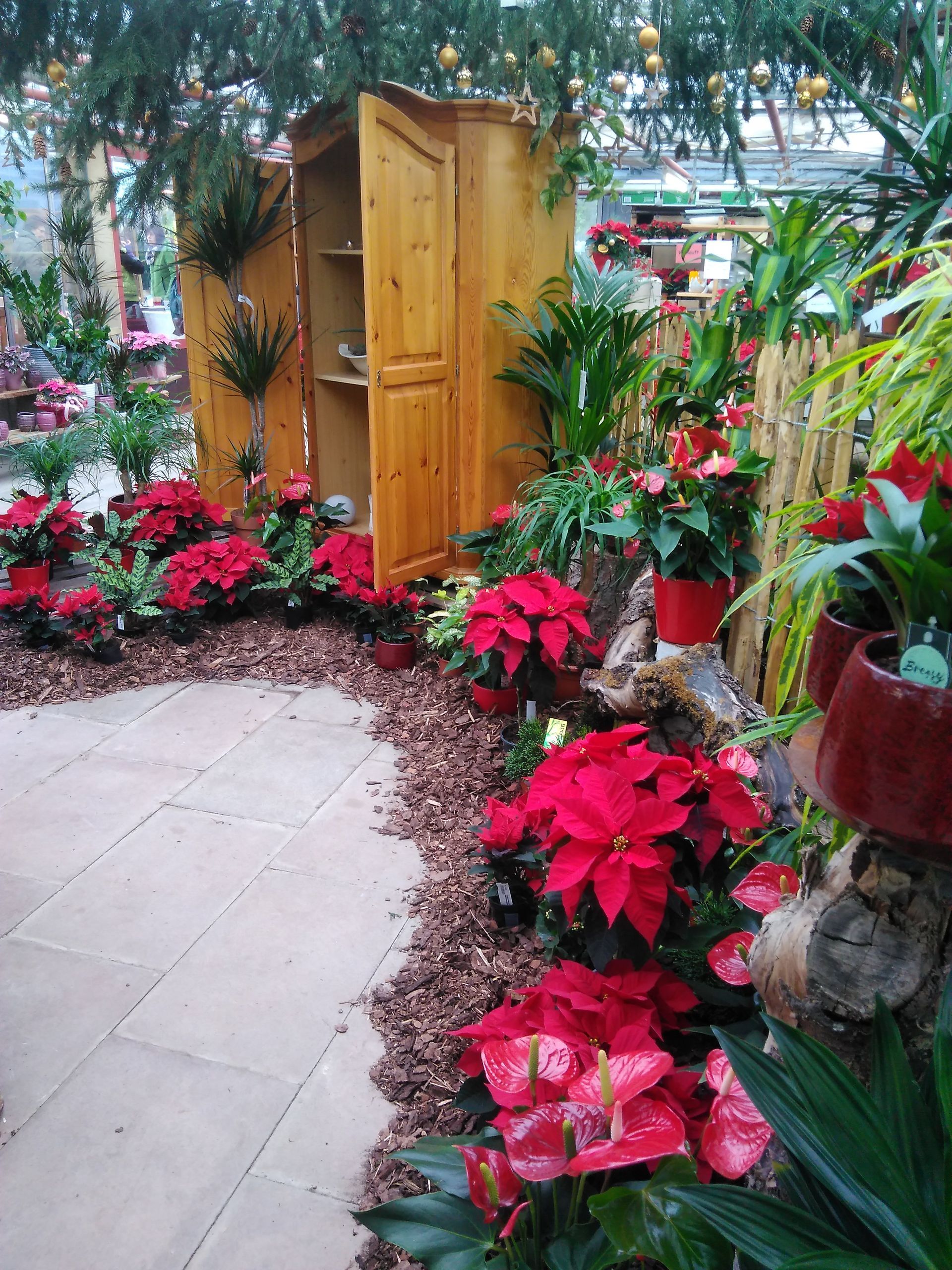 Eine Ausstellung mit Weihnachtssternen und Pflanzen umgibt einen Holzschrank und schafft so eine festliche Innenatmosphäre.