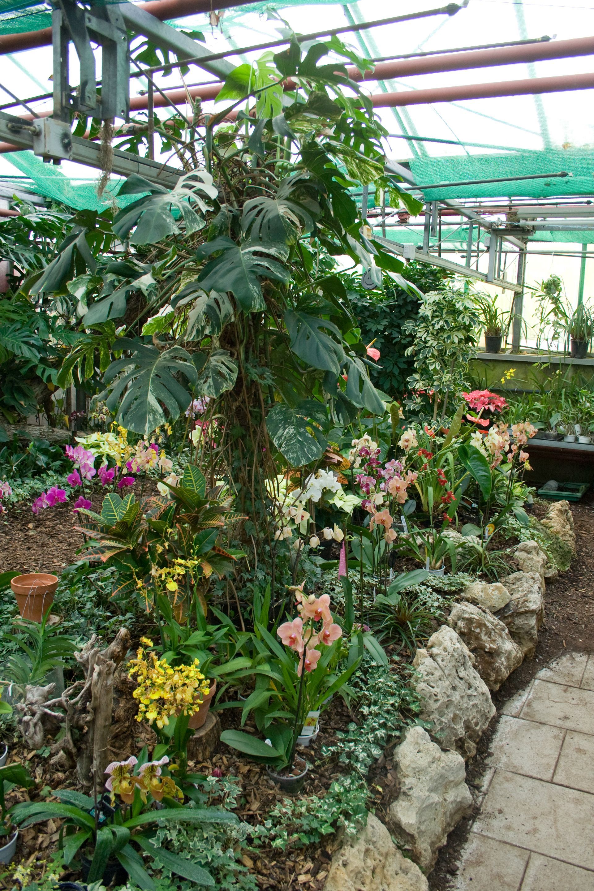 Gewächshaus mit verschiedenen Pflanzen, darunter Orchideen und Kletterpflanzen, in der Nähe eines mit Steinen gesäumten Pfades.