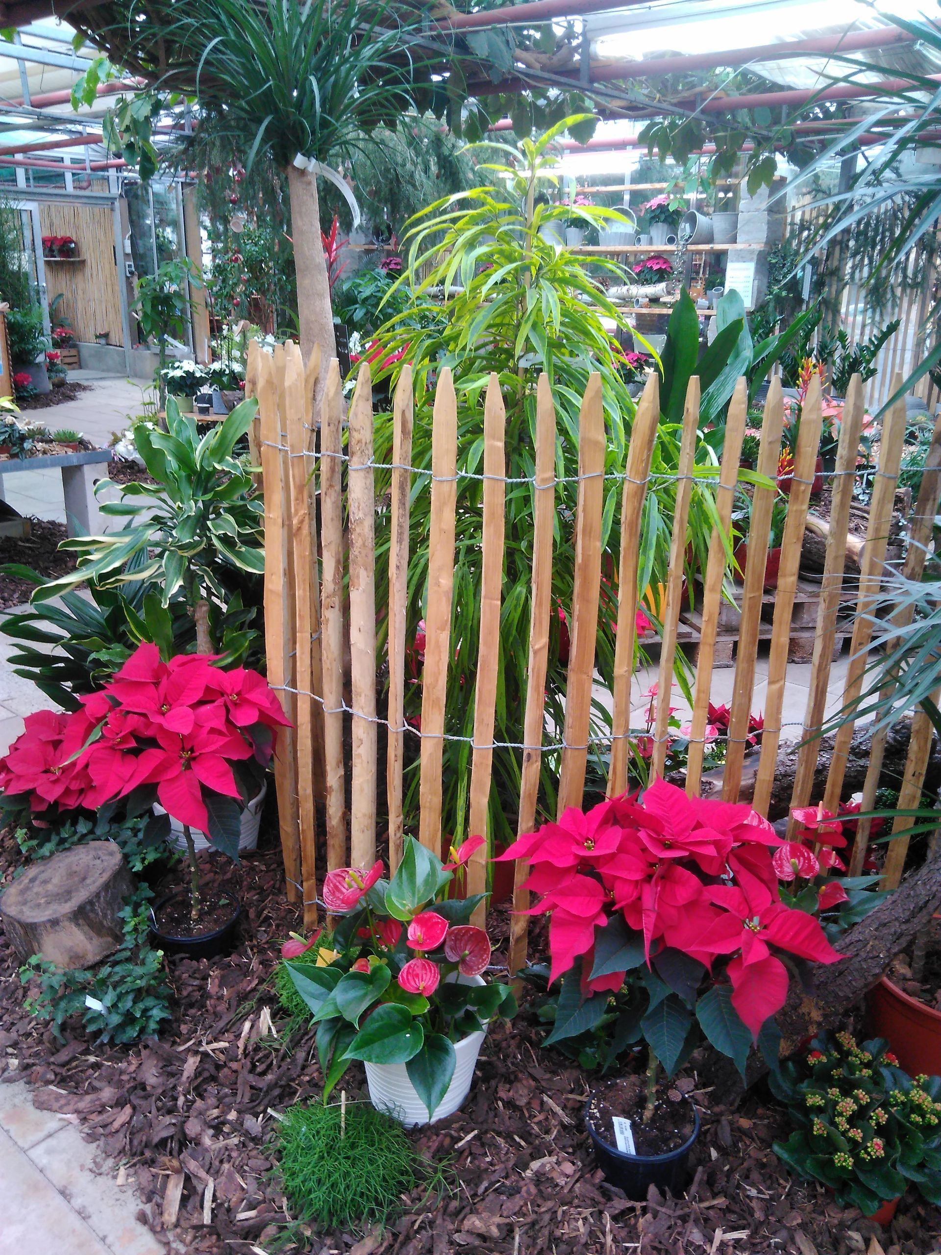 Weihnachtssterne und andere Pflanzen in einer Gartenumgebung mit einem Holzzaun.