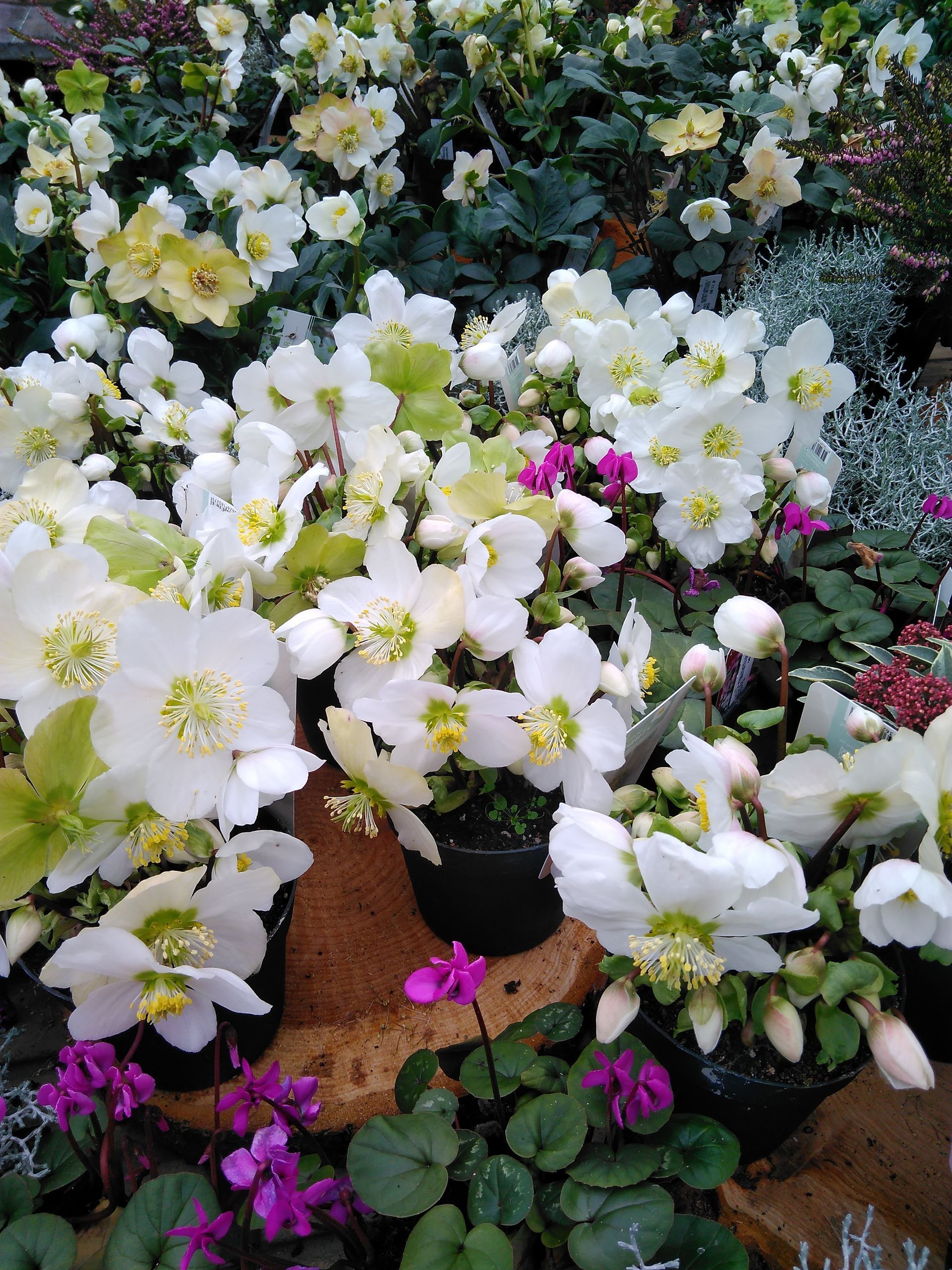 Weiße und gelbe Nieswurzblüten mit grünen Blättern, einige rosa Alpenveilchen.