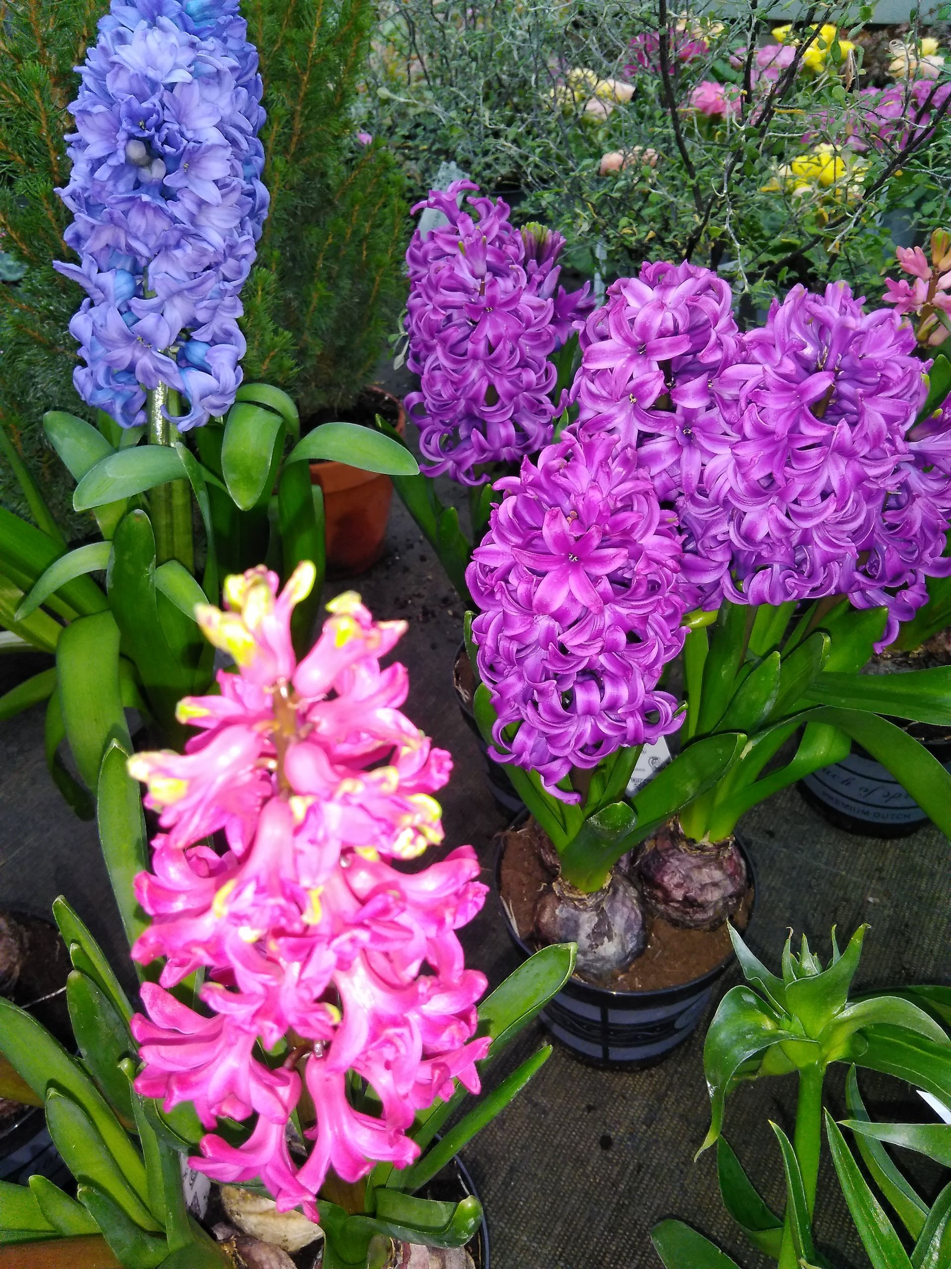 Rosa, violette und blaue Hyazinthenblüten in Töpfen, ausgestellt in einem Gewächshaus.